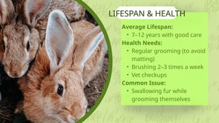 Giant Angora Rabbit Colors, Size, Diet, Lifespan, & Facts | PPTX