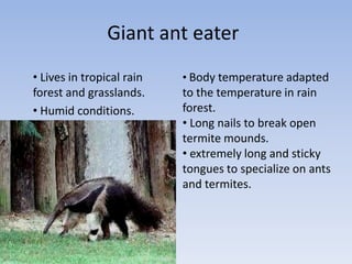 Giant ant eater
• Lives in tropical rain   • Body temperature adapted
forest and grasslands.     to the temperature in rain
• Humid conditions.        forest.
                           • Long nails to break open
                           termite mounds.
                           • extremely long and sticky
                           tongues to specialize on ants
                           and termites.
 