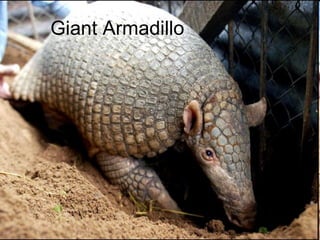 Giant Armadillo 