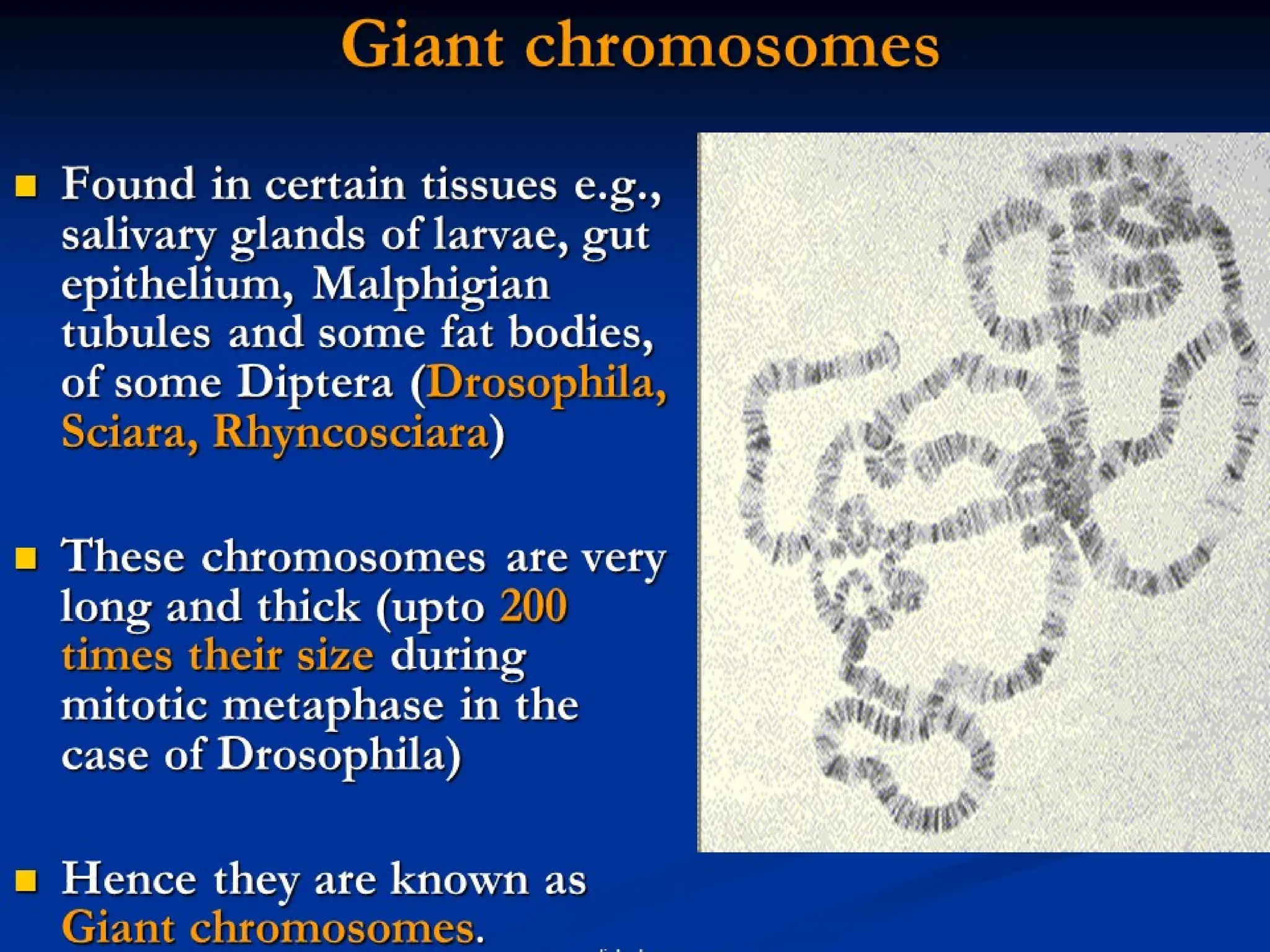 STRUCTURE AND TYPES OF GIANT CHROMOSOMES | PPTX