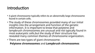 Giant Chromosome details explanation by Yashika srivastava . | PPTX