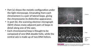Giant Chromosome details explanation by Yashika srivastava . | PPTX
