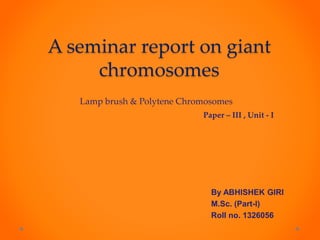 A seminar report on giant
chromosomes
By ABHISHEK GIRI
M.Sc. (Part-I)
Roll no. 1326056
Paper – III , Unit - I
Lamp brush & Polytene Chromosomes
 