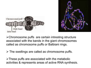 Chromosome puffs are certain intresting structure
associated with the bands in the giant chromosomes
called as chromosome puffs or Balbiani rings.
 The swellings are called as chromosome puffs.
These puffs are associated with the metabolic
activities & represents areas of active RNA synthesis.
 