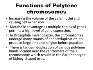 Functions of Polytene
chromosomes
• Increasing the volume of the cells' nuclei and
causing cell expansion.
• Metabolic advantage as multiple copies of genes
permits a high level of gene expression.
• In Drosophila melanogaster, the chromosomes
undergo many rounds of endoreduplication, to
produce large amounts of glue before pupation.
• There is tandem duplication of various polytene
bands located near the centromere of the X
chromosome which results in the Bar phenotype
of kidney-shaped eyes.
 