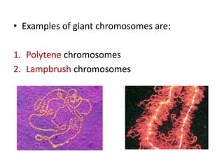 • Examples of giant chromosomes are:
1. Polytene chromosomes
2. Lampbrush chromosomes
 