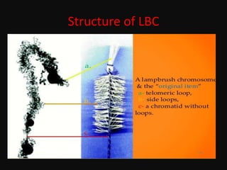 Structure of LBC
 