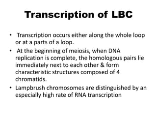 Transcription of LBC
• Transcription occurs either along the whole loop
or at a parts of a loop.
• At the beginning of meiosis, when DNA
replication is complete, the homologous pairs lie
immediately next to each other & form
characteristic structures composed of 4
chromatids.
• Lampbrush chromosomes are distinguished by an
especially high rate of RNA transcription
 