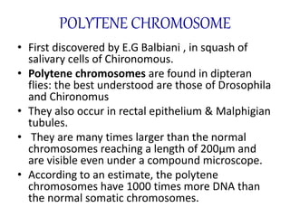 POLYTENE CHROMOSOME
• First discovered by E.G Balbiani , in squash of
salivary cells of Chironomous.
• Polytene chromosomes are found in dipteran
flies: the best understood are those of Drosophila
and Chironomus
• They also occur in rectal epithelium & Malphigian
tubules.
• They are many times larger than the normal
chromosomes reaching a length of 200µm and
are visible even under a compound microscope.
• According to an estimate, the polytene
chromosomes have 1000 times more DNA than
the normal somatic chromosomes.
 