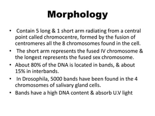 Morphology
• Contain 5 long & 1 short arm radiating from a central
point called chromocentre, formed by the fusion of
centromeres all the 8 chromosomes found in the cell.
• The short arm represents the fused IV chromosome &
the longest represents the fused sex chromosome.
• About 80% of the DNA is located in bands, & about
15% in interbands.
• In Drosophila, 5000 bands have been found in the 4
chromosomes of salivary gland cells.
• Bands have a high DNA content & absorb U.V light
 