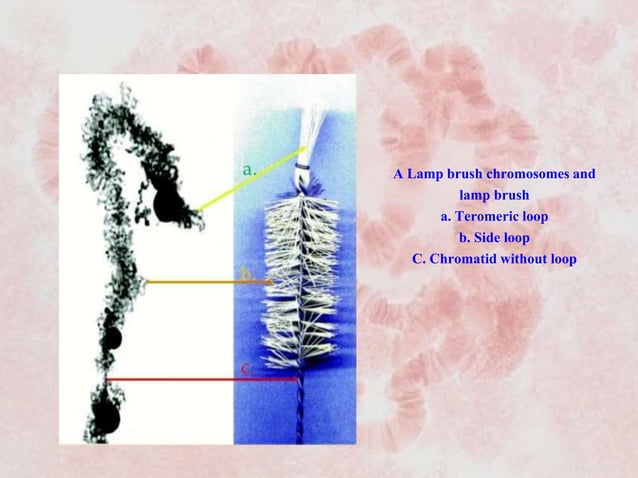 Giant chromosomes | PPTX | Genetics | Science