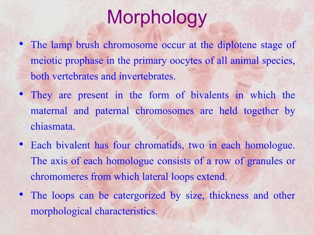 Giant chromosomes | PPTX | Genetics | Science