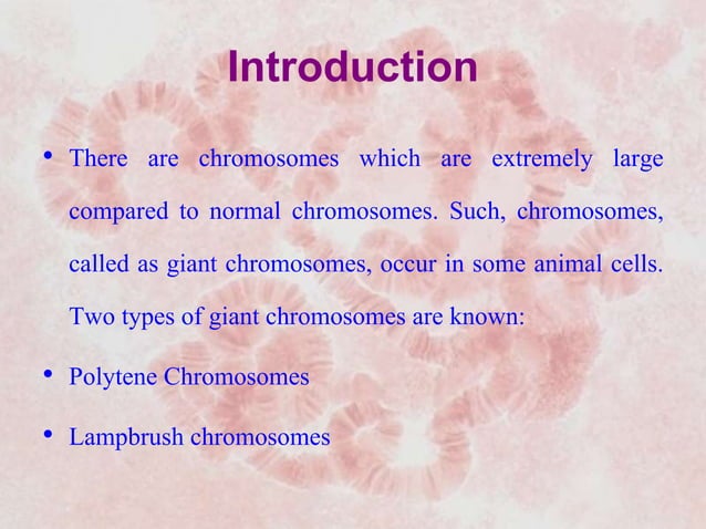 Giant chromosomes | PPTX | Genetics | Science