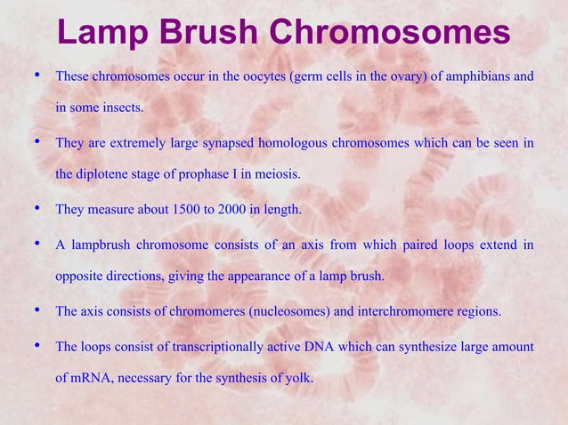 Giant chromosomes | PPTX | Genetics | Science