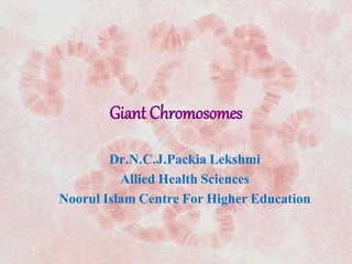 Giant Chromosomes
Dr.N.C.J.Packia Lekshmi
Allied Health Sciences
Noorul Islam Centre For Higher Education
 