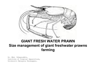 GIANT FRESH WATER PRAWN
 Size management of giant freshwater prawns
                 farming
Dr. Mhd. Ikhwanuddin,
Institute of Tropical Aquaculture,
Universiti Malaysia Terengganu.
 