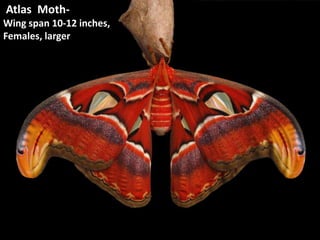  Atlas  Moth- Wing span 10-12 inches, Females, larger 