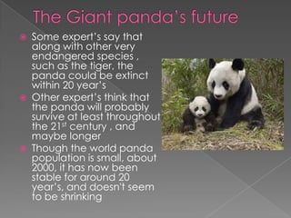  Some expert’s say that
  along with other very
  endangered species ,
  such as the tiger, the
  panda could be extinct
  within 20 year’s
 Other expert’s think that
  the panda will probably
  survive at least throughout
  the 21st century , and
  maybe longer
 Though the world panda
  population is small, about
  2000, it has now been
  stable for around 20
  year’s, and doesn't seem
  to be shrinking
 