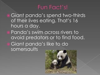  Giant  panda’s spend two-thirds
  of their lives eating. That’s 16
  hours a day.
 Panda’s swim across rivers to
  avoid predators or to find food.
 Giant panda’s like to do
  somersaults
 