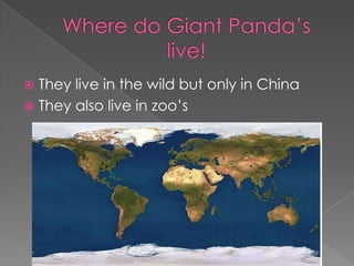  They live in the wild but only in China
 They also live in zoo’s
 