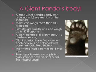    A male Giant panda’s body can
    grow up to 1.8 metres high at the
    shoulders
   Males can weigh more than 100
    kilograms
   Females are smaller and can weigh
    up to 80 kilograms
   A giant panda’s tail is only about 15
    centimetres long
   Giant panda’s have five claws on
    each paw plus an enlarged wrist
    bone that acts like a thumb
   This ‘thumb ’helps them to hold their
    food
   Bears eyes have round pupils but
    giant pandas have vertical pupils ,
    like those of a cat
 