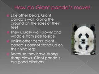  Like other bears, Giant
  panda’s walk along the
  ground on the soles of their
  feet
 They usually walk slowly and
  waddle from side to side
 Unlike other bears, giant
  panda’s cannot stand up on
  their hind legs
 Because they have strong
  sharp claws, Giant panda’s
  are good climbers
 