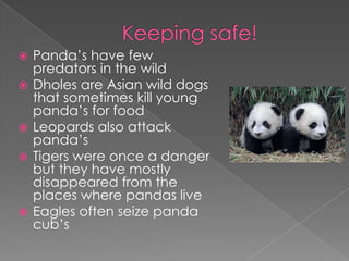    Panda’s have few
    predators in the wild
   Dholes are Asian wild dogs
    that sometimes kill young
    panda’s for food
   Leopards also attack
    panda’s
   Tigers were once a danger
    but they have mostly
    disappeared from the
    places where pandas live
   Eagles often seize panda
    cub’s
 