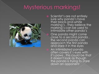  Scientist’s are not entirely
  sure why panda’s have
  their black-and-white
  marking’s . They believe the
  marking’s can be used to
  intimidate other panda’s
 One panda might come
  close to a second panda ,
  the second panda can
  approach the first panda
  and stare it in the eyes
 An intimidated panda
  often covers it’s eyes with
  it’s paws , this could be that
  it doesn't look as though
  the panda is trying to stare
  down an opponent
 