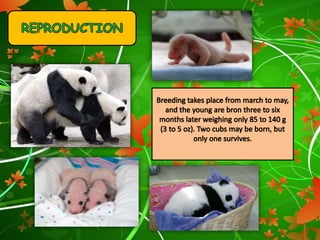 Giant panda | PPTX