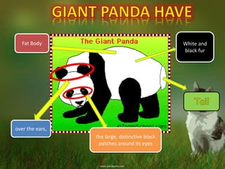 Giant panda | PPTX