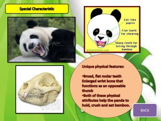 Giant panda | PPTX