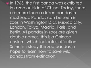  In 1963, the first panda was exhibited
in a zoo outside of China. Today, there
are more than a dozen pandas in
most zoos. Pandas can be seen in
zoos in Washington D.C, Mexico City,
London, Tokyo, Madrid, Paris, and
Berlin. All pandas in zoos are given
double names; this is a Chinese
custom, which indicates affection.
Scientists study the zoo pandas in
hope to learn how to save wild
pandas from extinction.
 