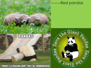  -----------------------------------Red pandas
 