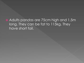  Adults pandas are 75cm high and 1.5m
long. They can be fat to 115kg. They
have short fail.
 