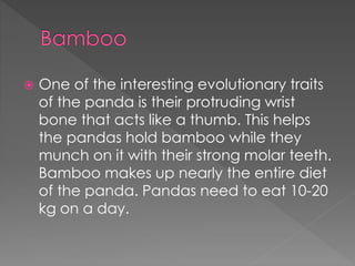  One of the interesting evolutionary traits
of the panda is their protruding wrist
bone that acts like a thumb. This helps
the pandas hold bamboo while they
munch on it with their strong molar teeth.
Bamboo makes up nearly the entire diet
of the panda. Pandas need to eat 10-20
kg on a day.
 