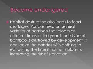  Habitat destruction also leads to food
shortages. Pandas feed on several
varieties of bamboo that bloom at
different times of the year. If one type of
bamboo is destroyed by development, it
can leave the pandas with nothing to
eat during the time it normally blooms,
increasing the risk of starvation.
 