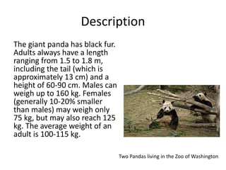 Description
The giant panda has black fur.
Adults always have a length
ranging from 1.5 to 1.8 m,
including the tail (which is
approximately 13 cm) and a
height of 60-90 cm. Males can
weigh up to 160 kg. Females
(generally 10-20% smaller
than males) may weigh only
75 kg, but may also reach 125
kg. The average weight of an
adult is 100-115 kg.
Two Pandas living in the Zoo of Washington
 