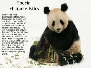 Special
characteristics
Two of the most
distinguishing features of
Pandas are their large size
and their round head -
adaptations to the diet of
bamboo. The researcher
Russel Ciochon said “The
low metabolic rate allows
the giant Panda to maintain
by poor nutrient sources
like bamboo“. Similarly, the
round face of the giant is
always a result of the strong
jaw, who adhered to the
top of the head and reach
up to the jaws. The big
bankers crush and grind
fibrous materials forming
plants.
 