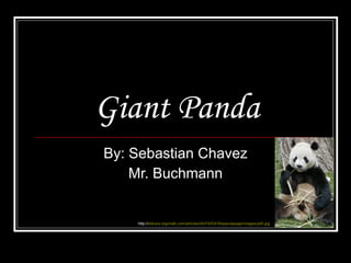 Giant Panda By: Sebastian Chavez Mr. Buchmann http:// elibrary.bigchalk.com/articles/0A/F6/E9/35specialpage/images/pb6.jpg 