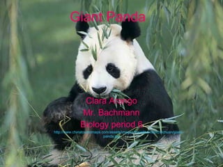 Clara Arango Mr. Bachmann Biology period 6 Source:  http://www.chinatouristmaps.com/assets/images/travelthemepic/sichuan/giant-panda.jpg Giant Panda 