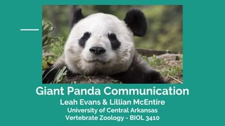 Giant Panda Communication
Leah Evans & Lillian McEntire
University of Central Arkansas
Vertebrate Zoology - BIOL 3410
 