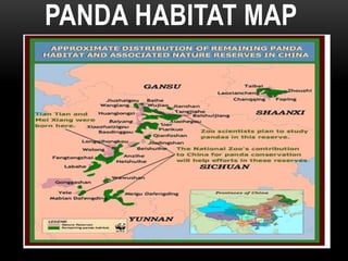 Giant panda | PPTX
