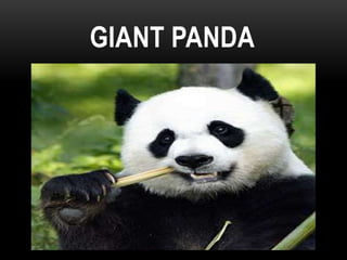 GIANT PANDA
 