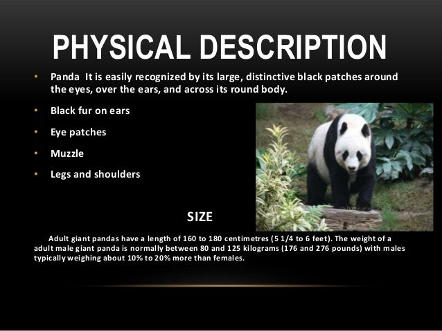 Giant panda