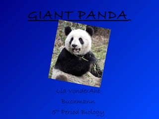 GIANT PANDA   Lia VonderAhe Buchmann 5 th  Period Biology 