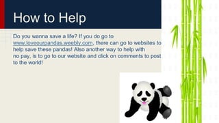 How to Help
Do you wanna save a life? If you do go to
www.loveourpandas.weebly.com, there can go to websites to
help save these pandas! Also another way to help with
no pay, is to go to our website and click on comments to post
to the world!
 