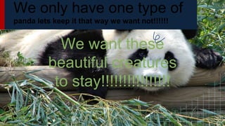 We only have one type of
panda lets keep it that way we want not!!!!!!
We want these
beautiful creatures
to stay!!!!!!!!!!!!!!!!
 