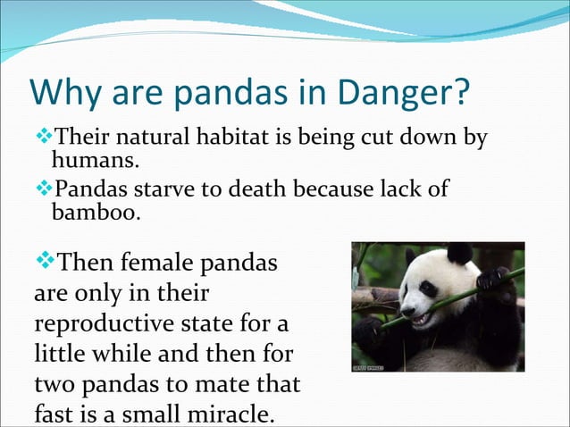 Zoe S Giant Pandas Power Point Ppt Zoe S Giant Pandas Power Point Ppt