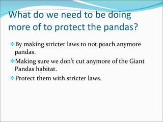 Zoe S Giant Pandas Power Point Ppt Zoe S Giant Pandas Power Point Ppt