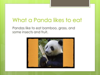 What a Panda likes to eat
Pandas like to eat bamboo, grass, and
some insects and fruit.
 